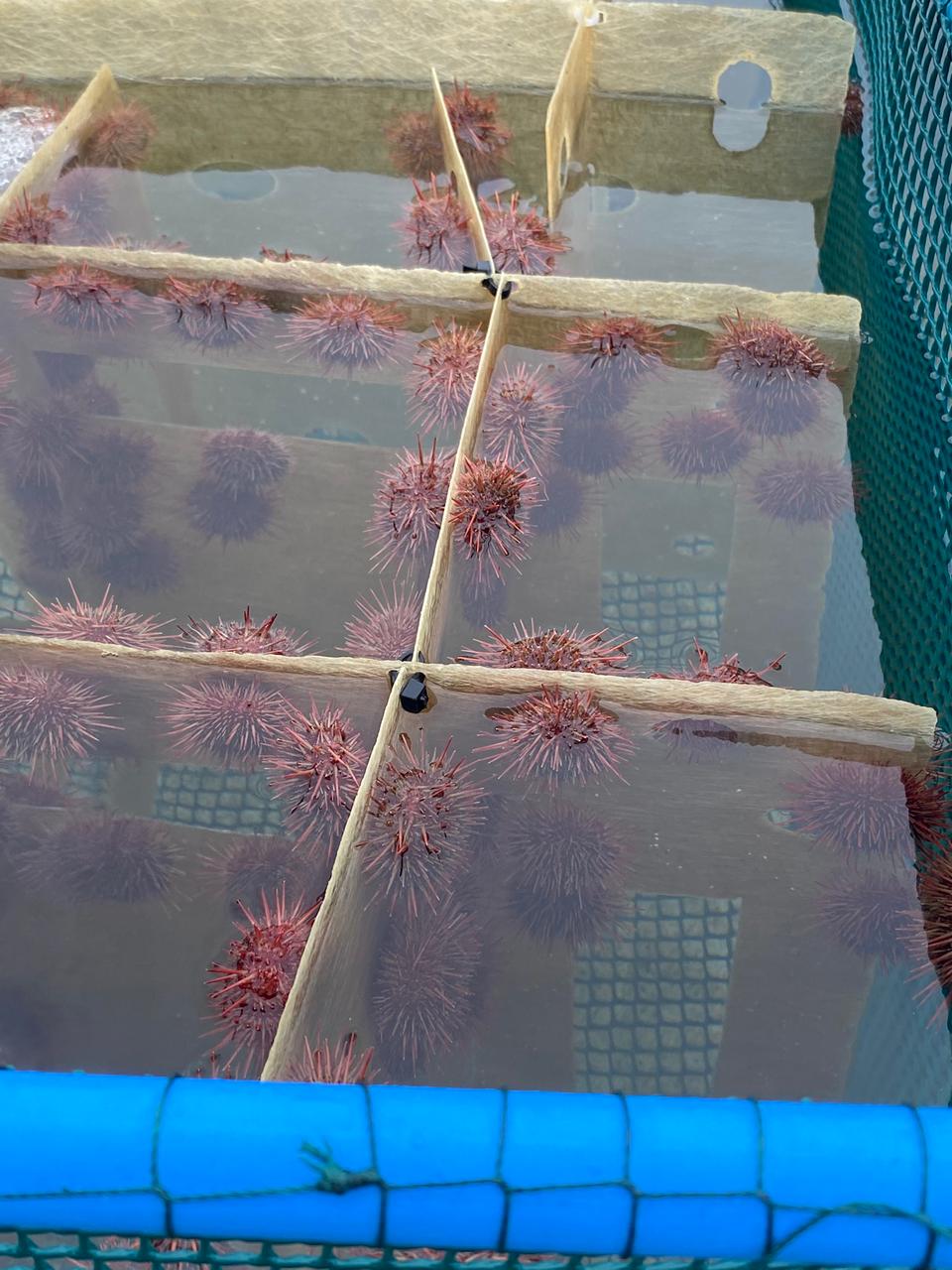 Cultivo de Erizos en CIMARQ